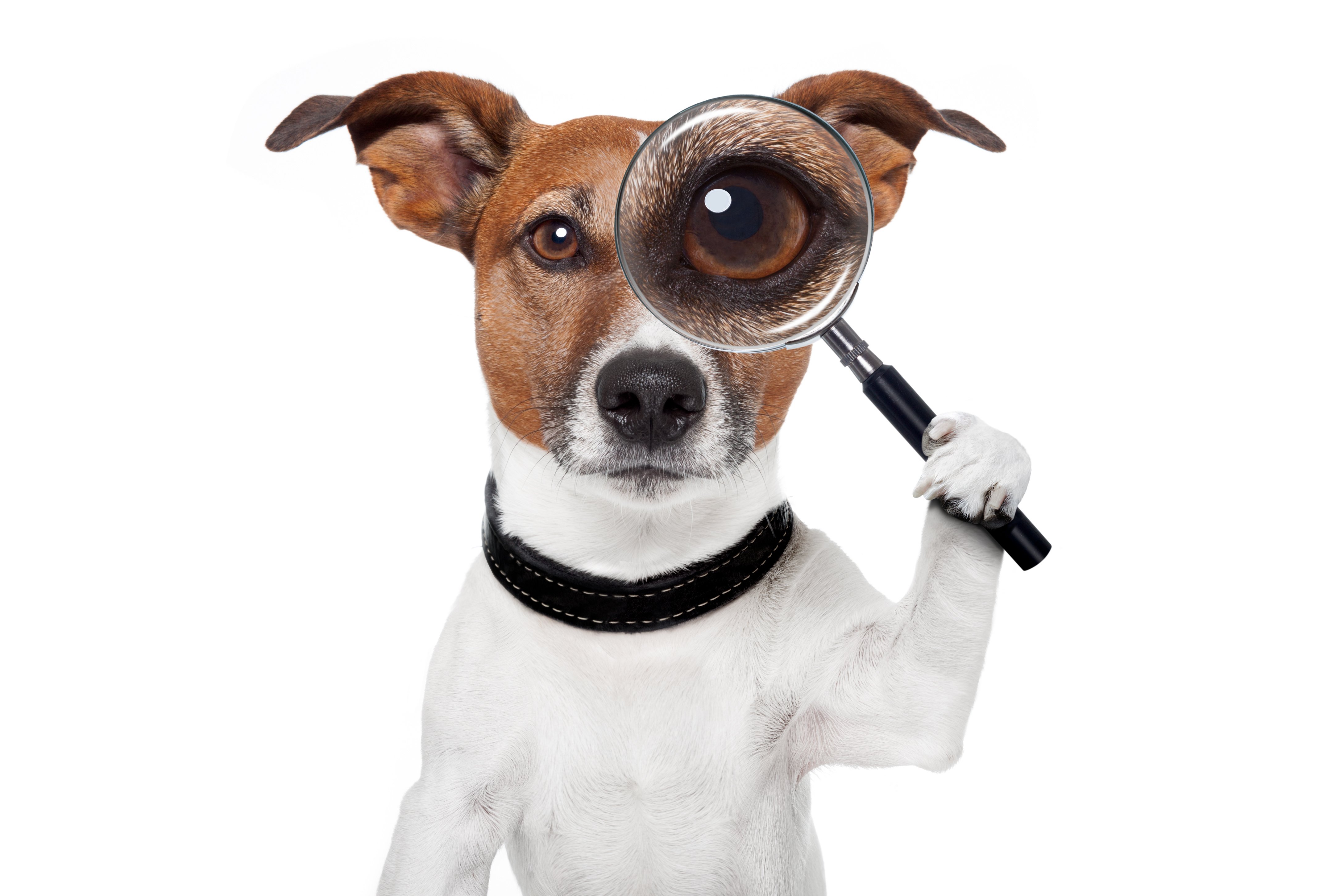 DogWithMagnifiGlass